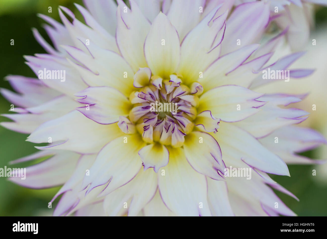 Nahaufnahme einer weißen Dahlia-Blume mit violetten Rändern Stockfoto