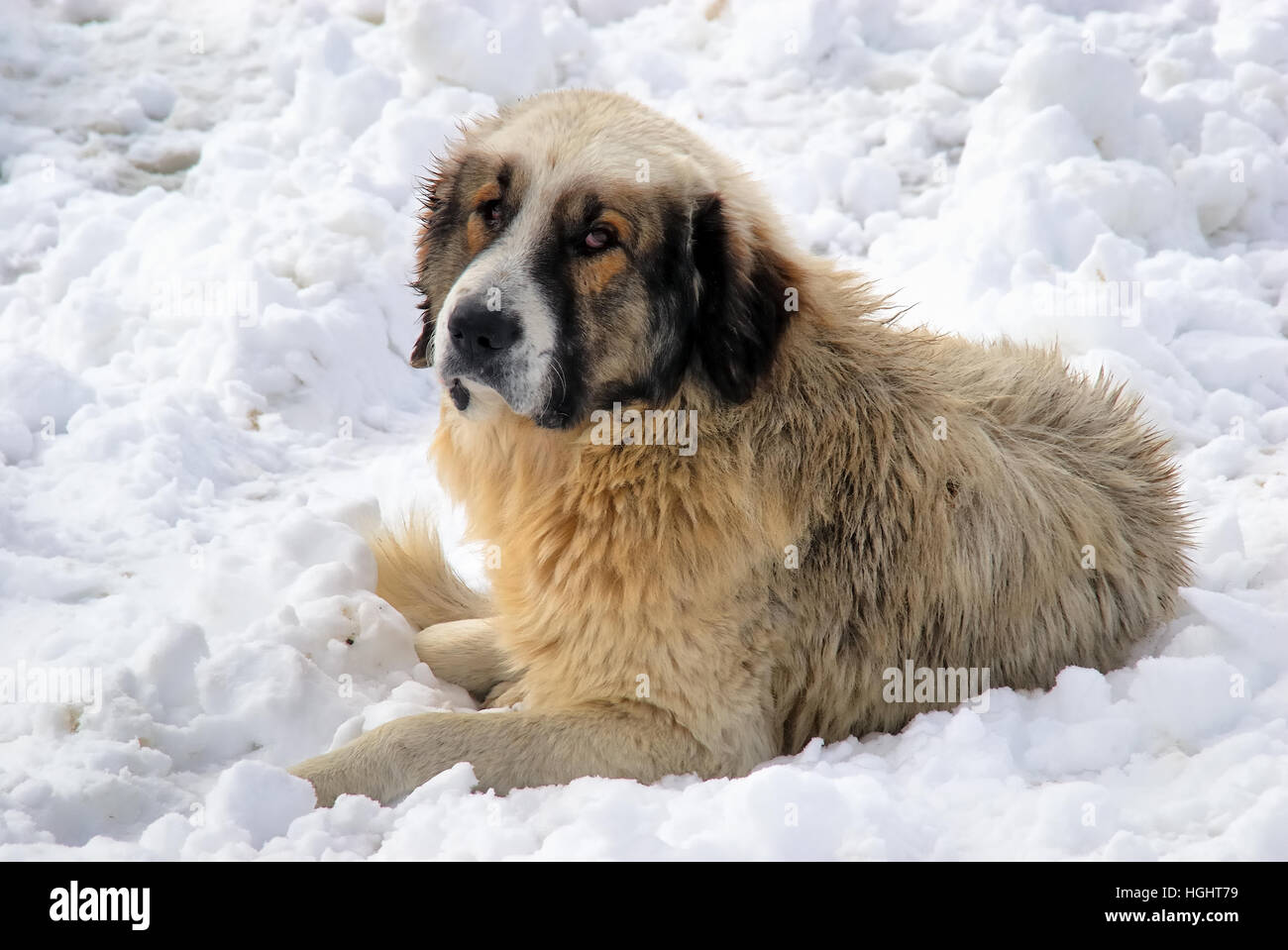 Maramures, einer abgelegenen Karpatenregion von Rumänien. Prislop Bergpass.  Rumänischen Karpaten Schäferhund oder Karpaten Schäferhund oder Ciobanesc  Romanesc Carpatin Zavod (Alter Name) ist ein Schäferhund Hund native der  Karpaten Stockfotografie - Alamy