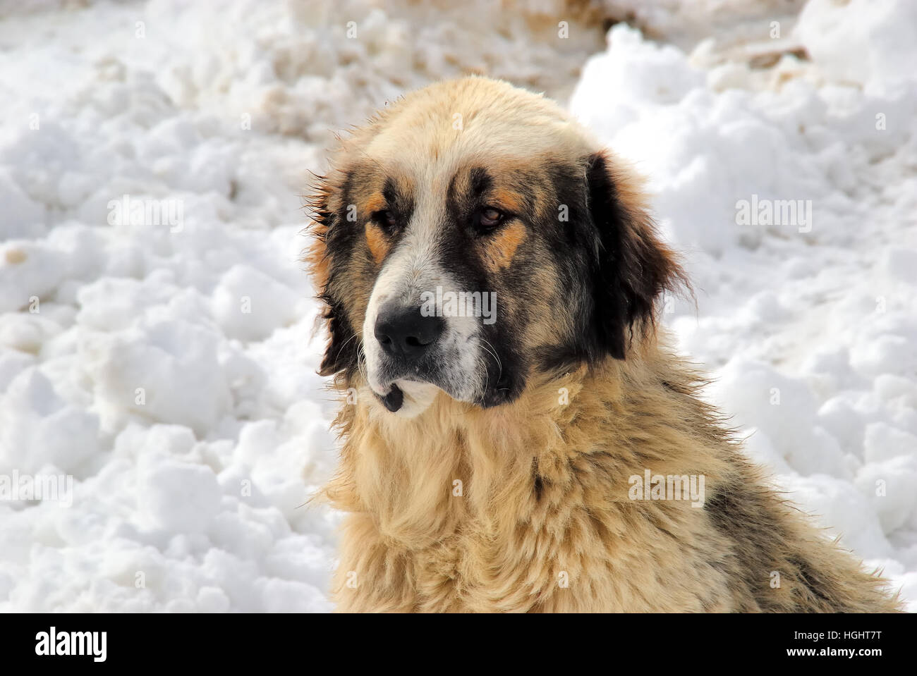 Karpaten schäferhund -Fotos und -Bildmaterial in hoher Auflösung – Alamy