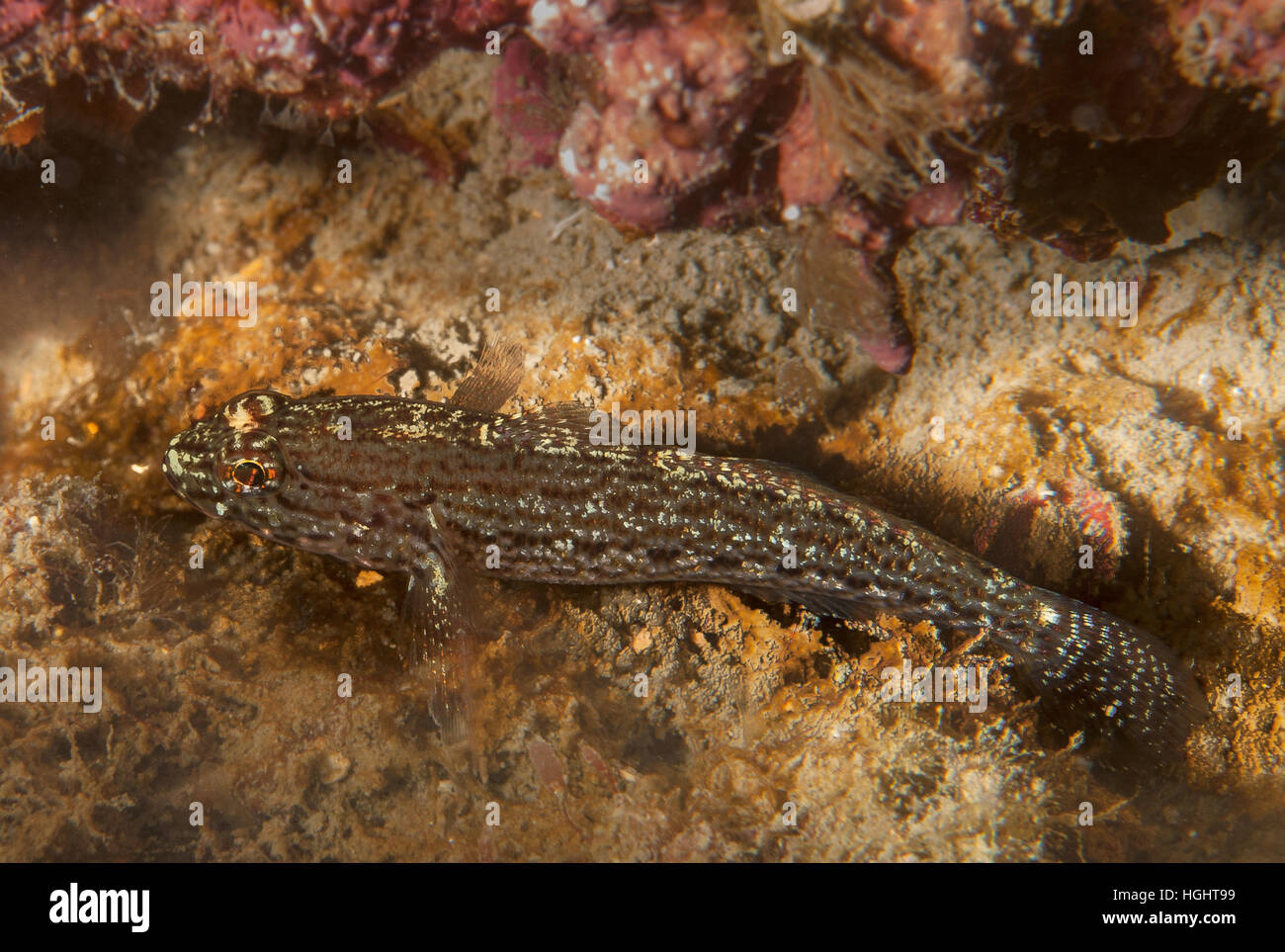 Sarato die Grundel, Gobius Goldhahnenfuß, Gobidae, Tor Paterno das geschützte Gebiet, Lazio, Italien, Mittelmeer. Stockfoto