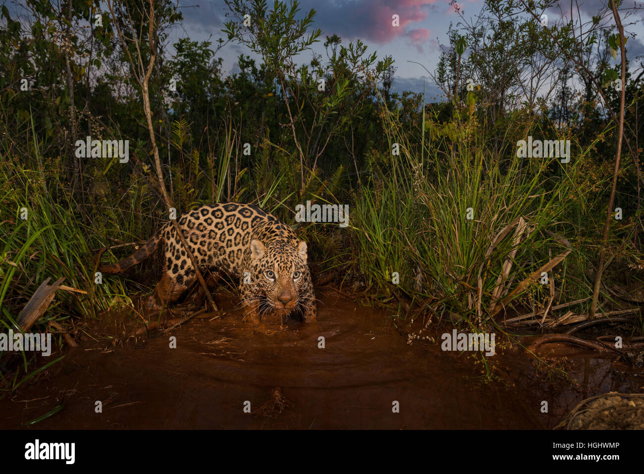 Ein Jaguar untersucht ein Feuchtgebiet bei Sonnenuntergang Stockfoto