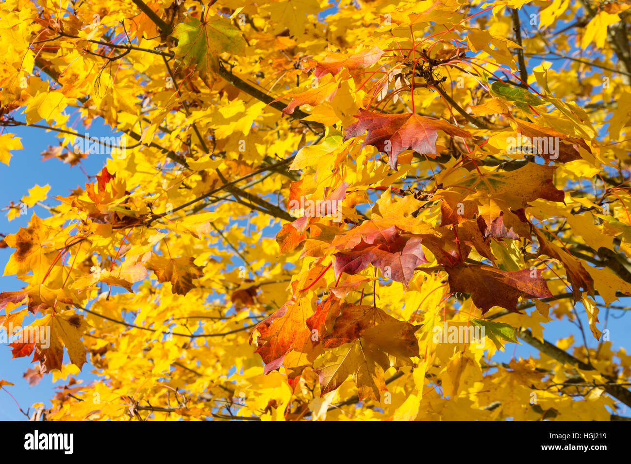 Herbstfarben im Foxhills & Clubresort, Stonehill Road, Ottershaw, Surrey, England, Vereinigtes Königreich Stockfoto