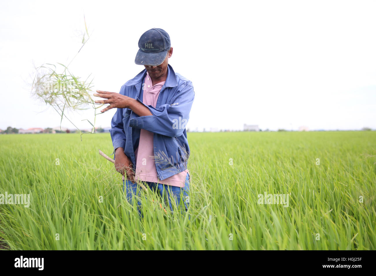 Porträt eines Bauern in einem Reisfelder. Stockfoto