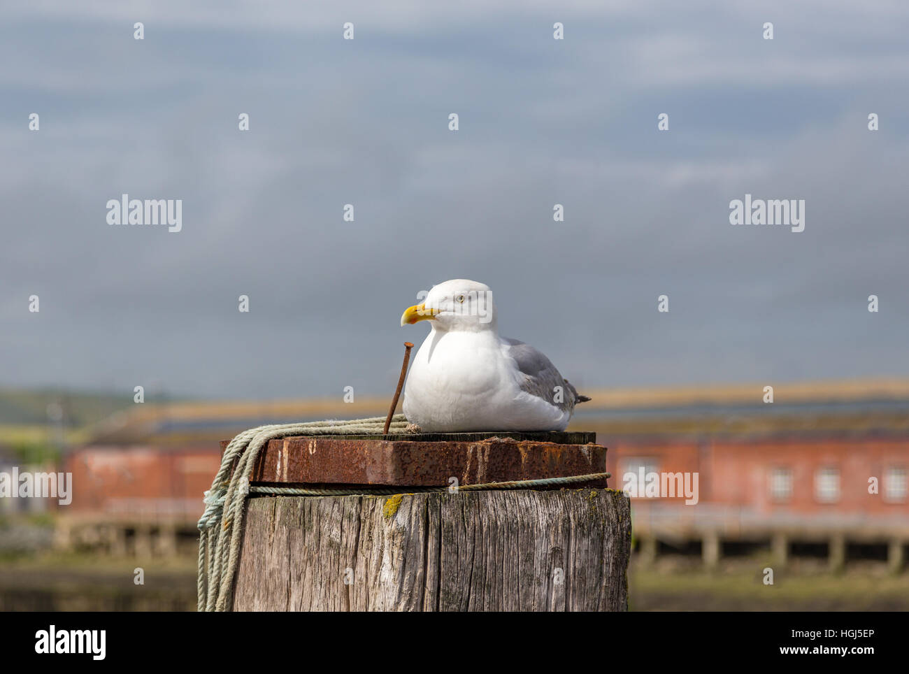 Seagull thront auf einem hölzernen Pfosten. Bei einem Besuch in Newhaven Port genommen und nahm eine Nahaufnahme einer Möwe auf einem hölzernen Pfosten liegen. Stockfoto