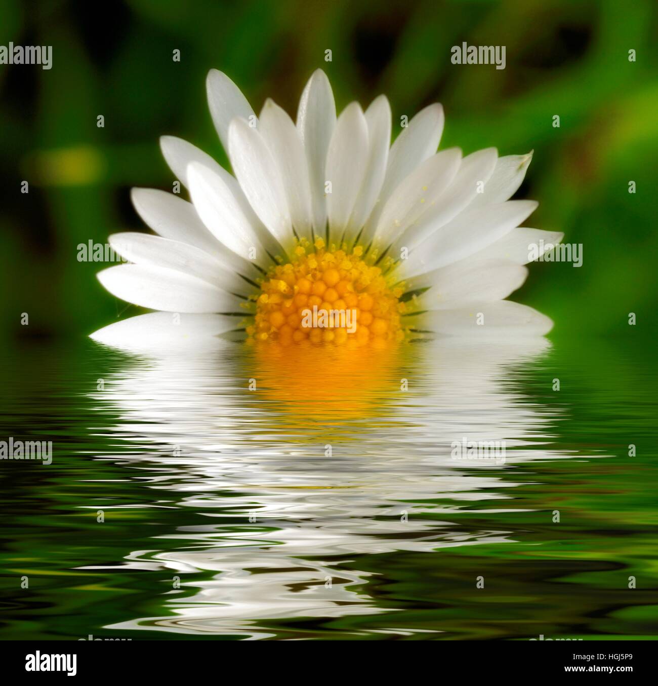 Daisy Flower Head Bellis Perennis Digital in einer Lache des Wassers reflektiert. Stockfoto