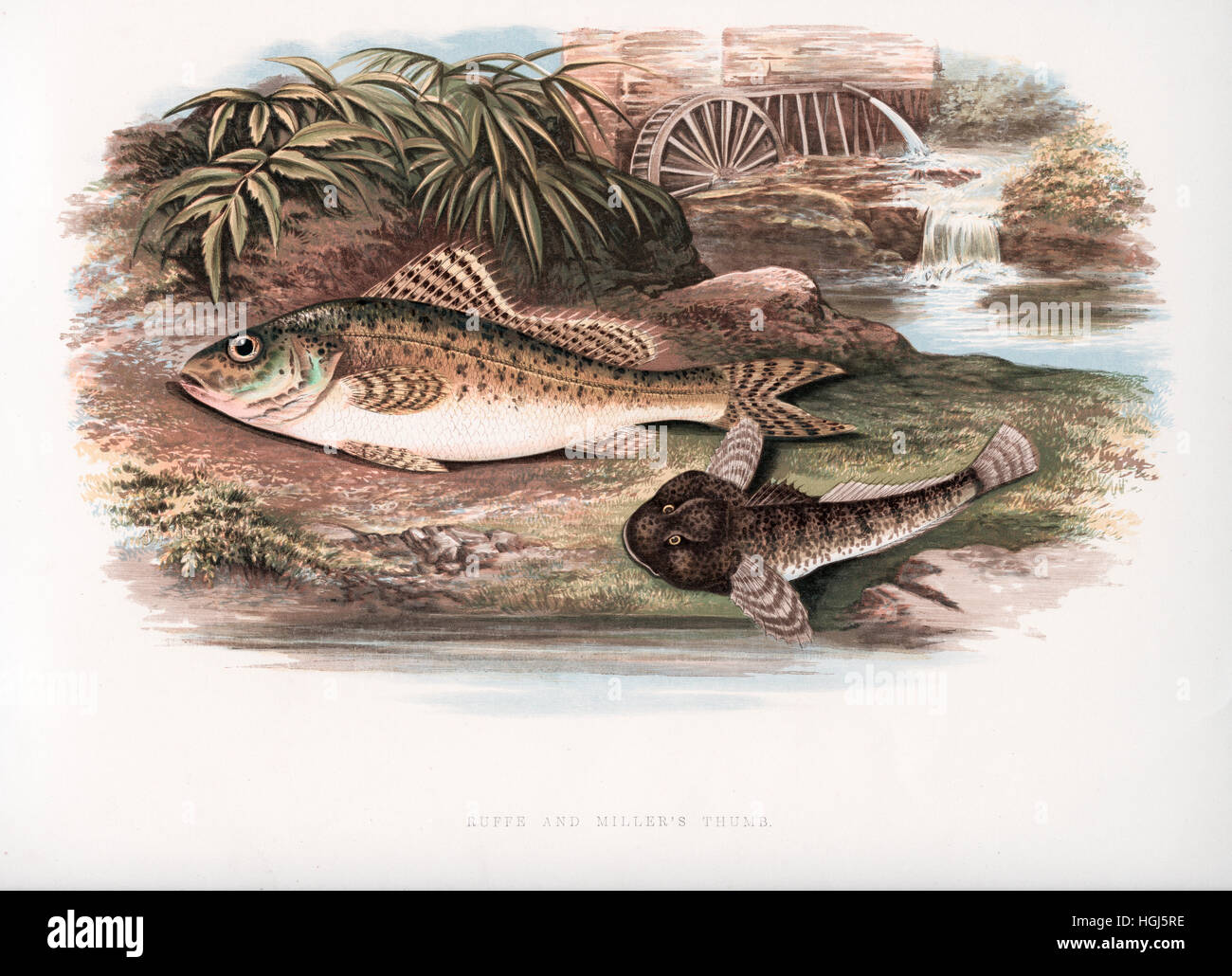 Fisch. 19. Jahrhundert Farbe Holzstich von Benjamin Fawcett (1808-1893) von "British Süßwasser-Fische" von Rev William Houghton (1828-1895) im Jahre 1879 veröffentlicht Stockfoto
