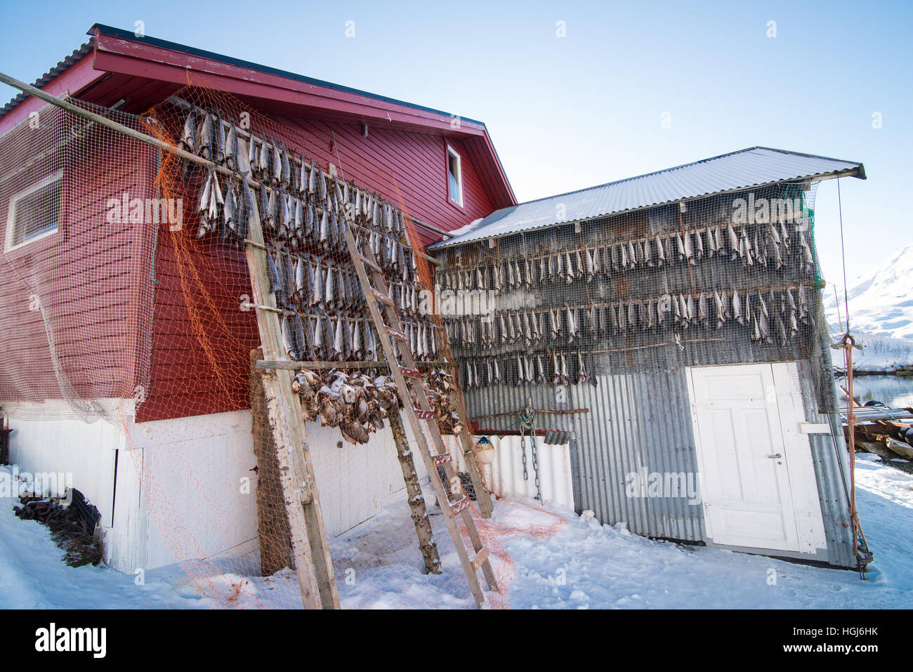 Getrockneten Lachs Hunging im Trockner, Norwegen Stockfoto