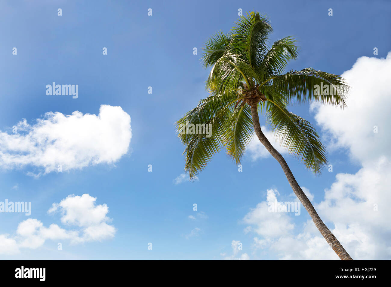 Palme vor einem blauen Himmel Stockfoto