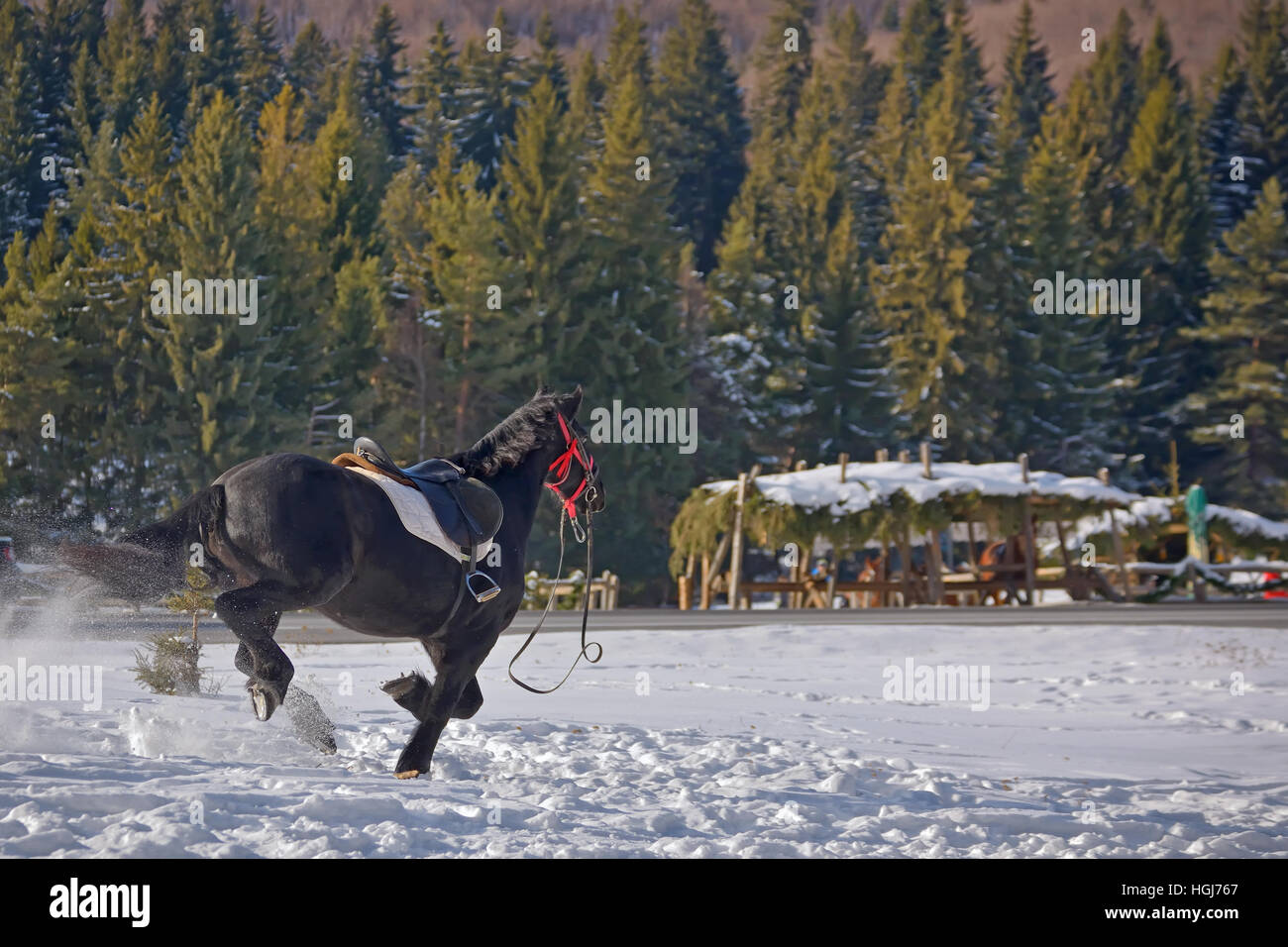 Schwarzes Pferd im Galopp auf Schnee Stockfoto