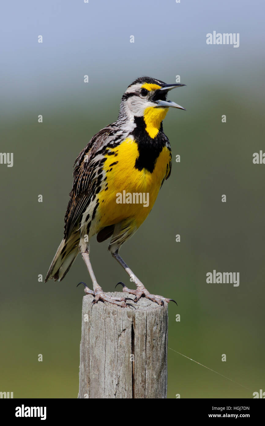 Östlichen Meadowlark, Sturnella Magna. Erwachsene männliche Vogel sitzend auf einem Zaunpfahl Stockfoto