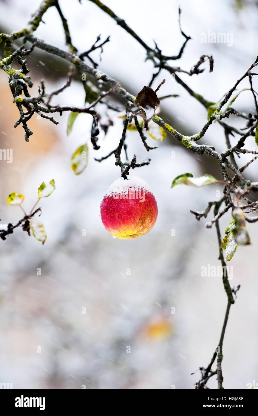 Roter Apfel in einem Baum bei Schneefall im Winter Stockfoto
