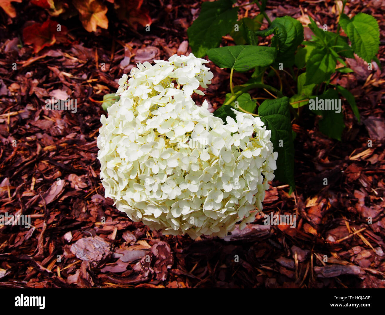 Hydrangea Arborescens 'Anabelle"(glatte Hortensie, wild Hortensie, Sevenbark) Stockfoto