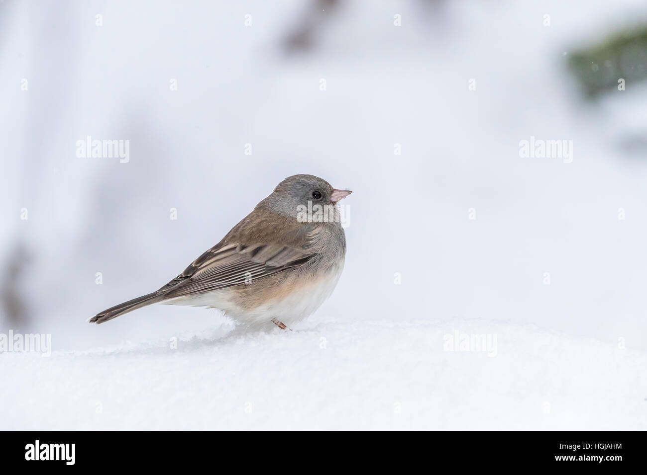 Dunkel-gemustertes Junco Stockfoto