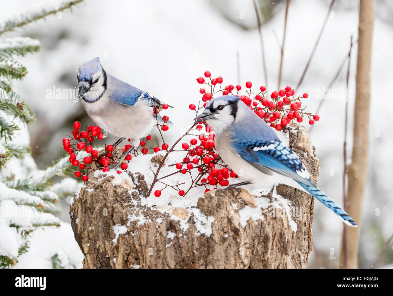 Blue Jay Stockfoto