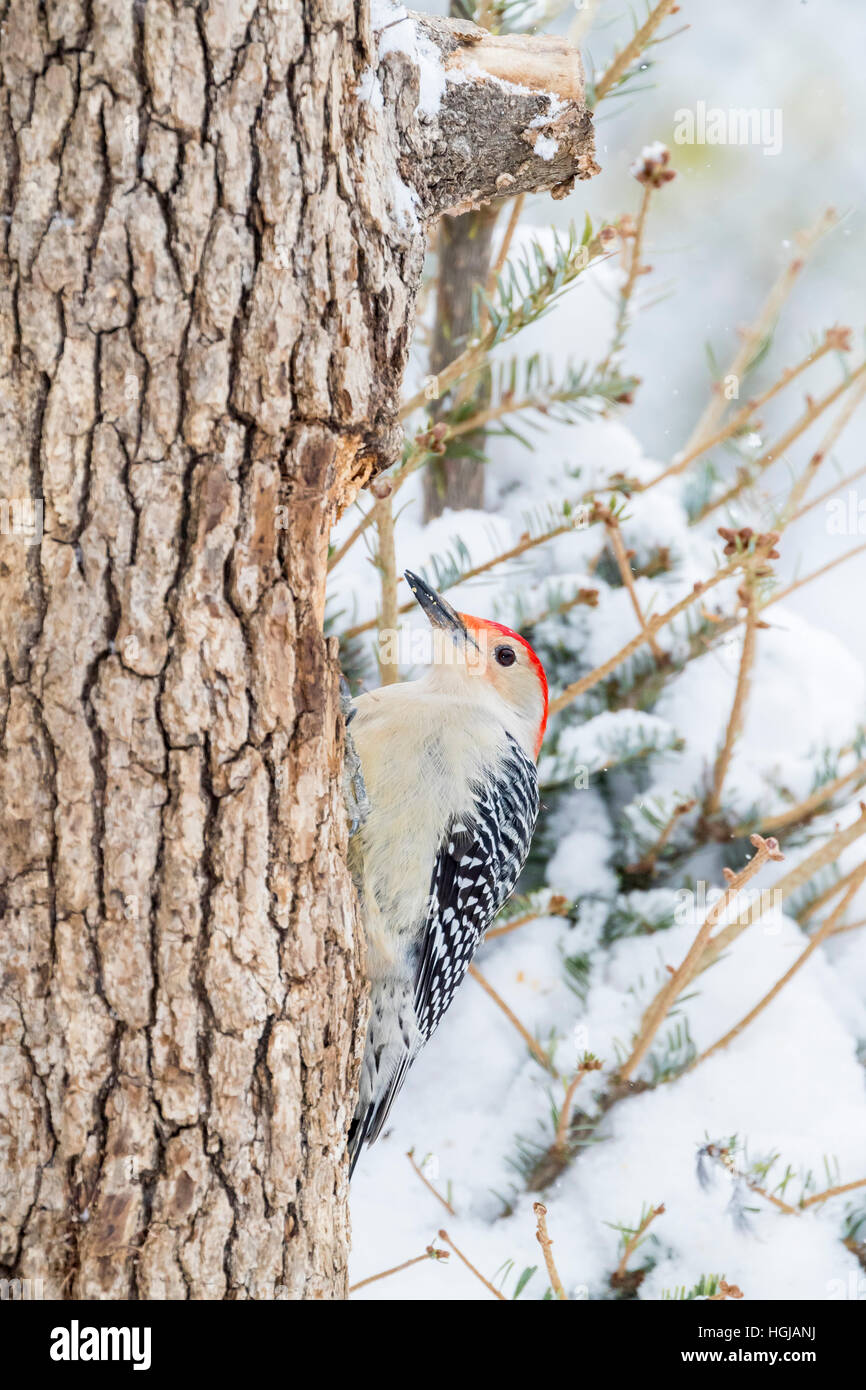 Red-bellied Woodpecker Stockfoto
