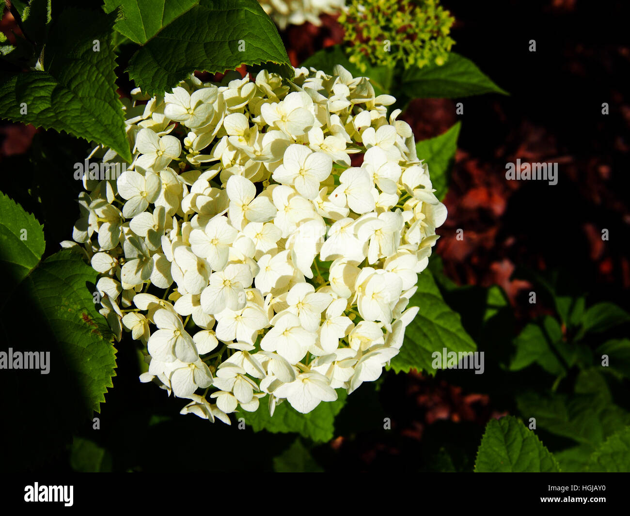 Hydrangea Arborescens 'Anabelle"(glatte Hortensie, wild Hortensie, Sevenbark) Stockfoto