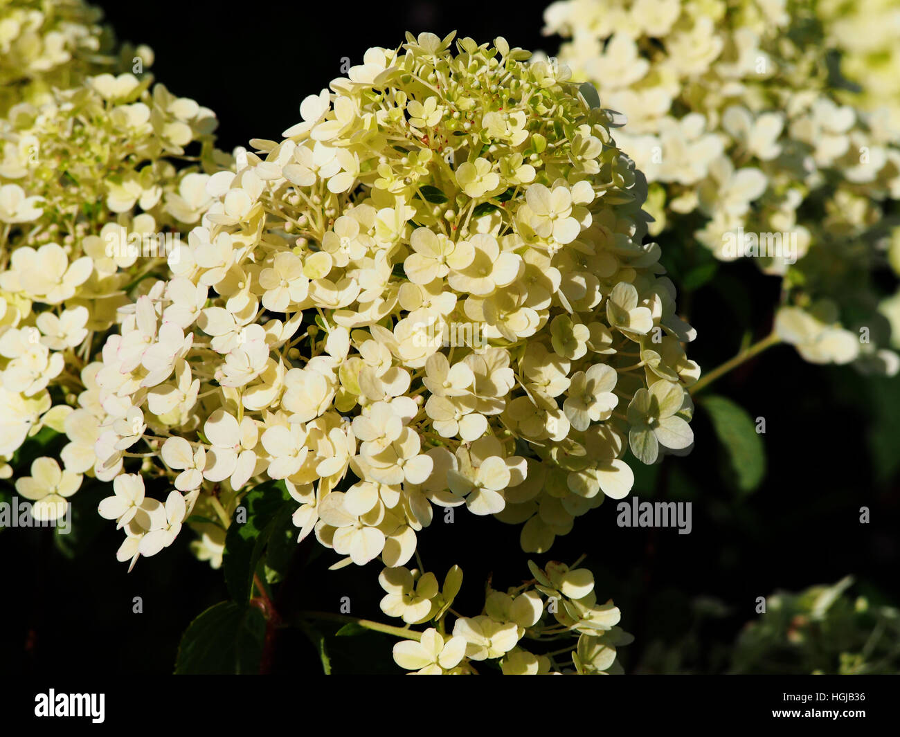 Hydrangea Paniculata "Bobo" - Rispen Hortensie Blume closeup Stockfoto