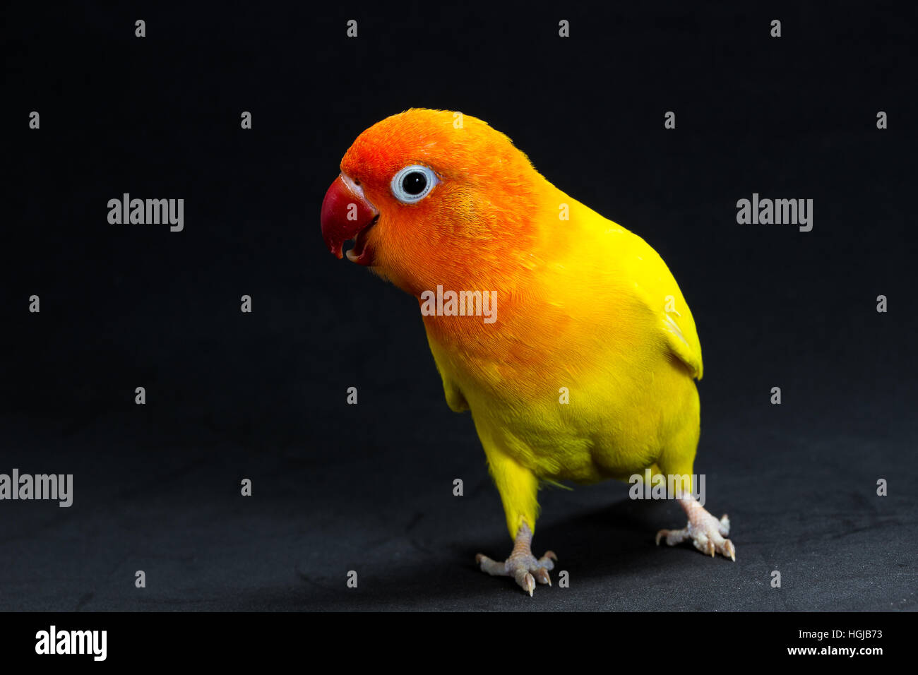 Doppelte gelbe Lovebird, Vogel im schwarzen Hintergrund Stockfoto