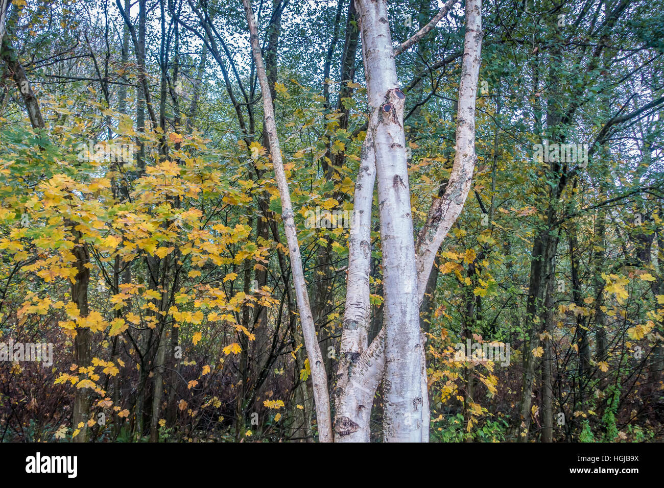 Weißen Aspen Bäume wachsen vor Herbstlaub im Seahurst Park in Burien, Washington. Stockfoto