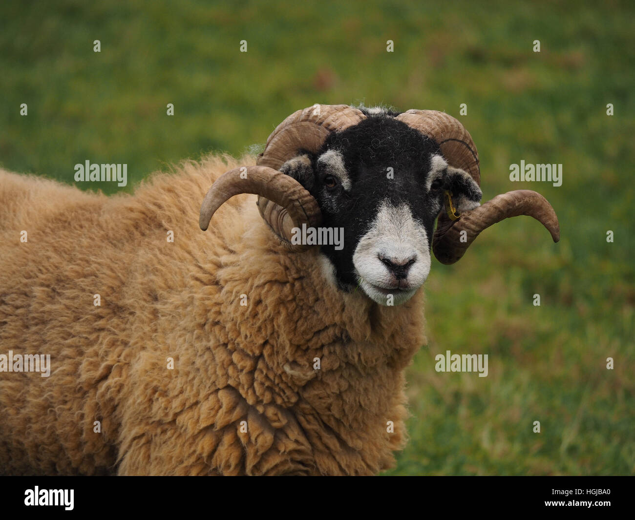 Schwarz-faced Hill Schaf Ram Blick direkt in die Kamera auf Wiese mit Spirale geschweiften Hörnern und dicken Vlies Stockfoto