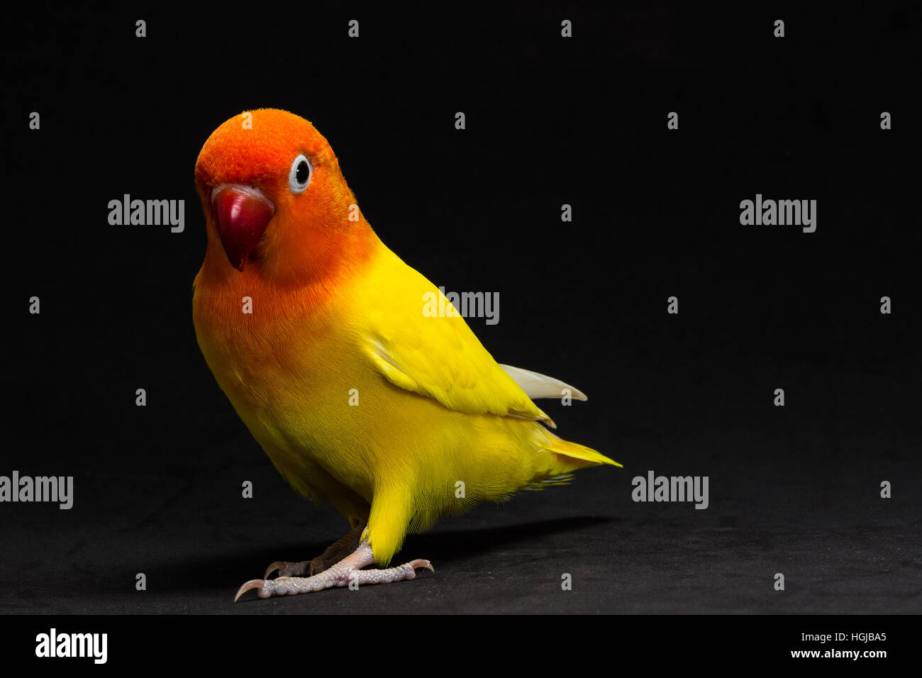 Doppelte gelbe Lovebird, Vogel im schwarzen Hintergrund Stockfoto