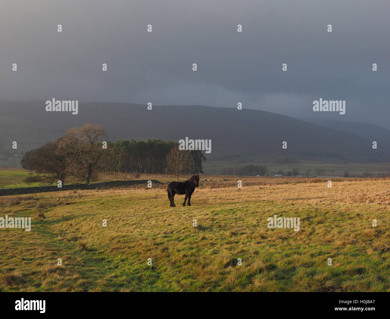 Gut beleuchtet Schwarz 'fiel Pony' stehen bei stürmischem Wetter auf Cumbria Fells England UK Stockfoto