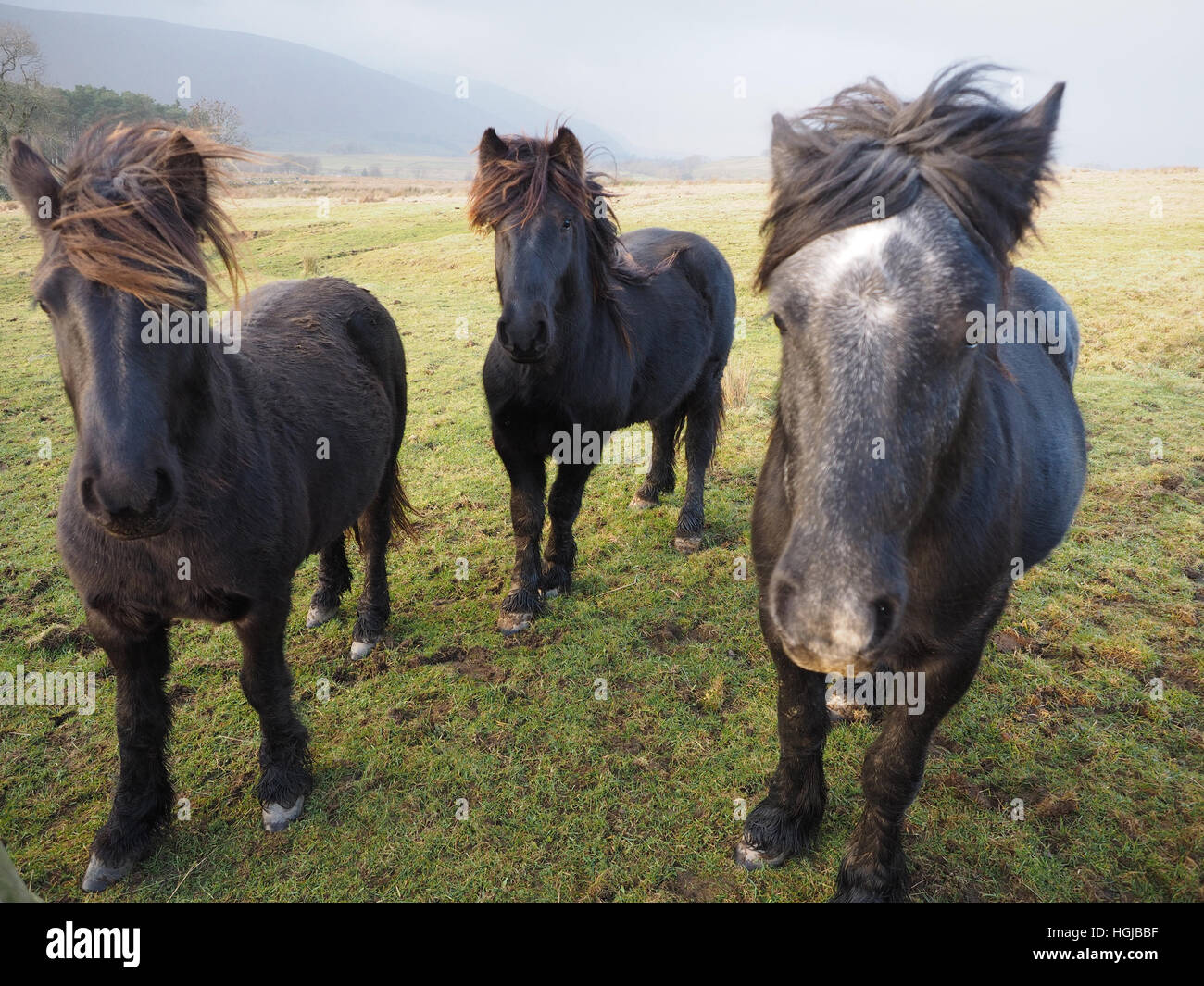 Drei "fiel Ponys" ein grau grau & zwei schwarz mit rufous Mähnen windumtosten bei stürmischem Wetter auf Cumbria Fells England UK Stockfoto