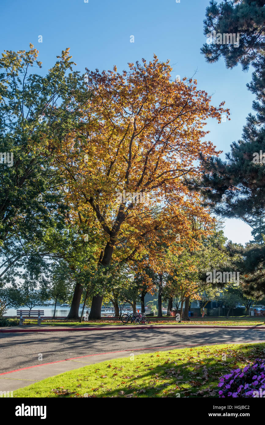 Bäume in Seward Park in Seattle, Washington wiederum wie Herbst in setzt. Stockfoto