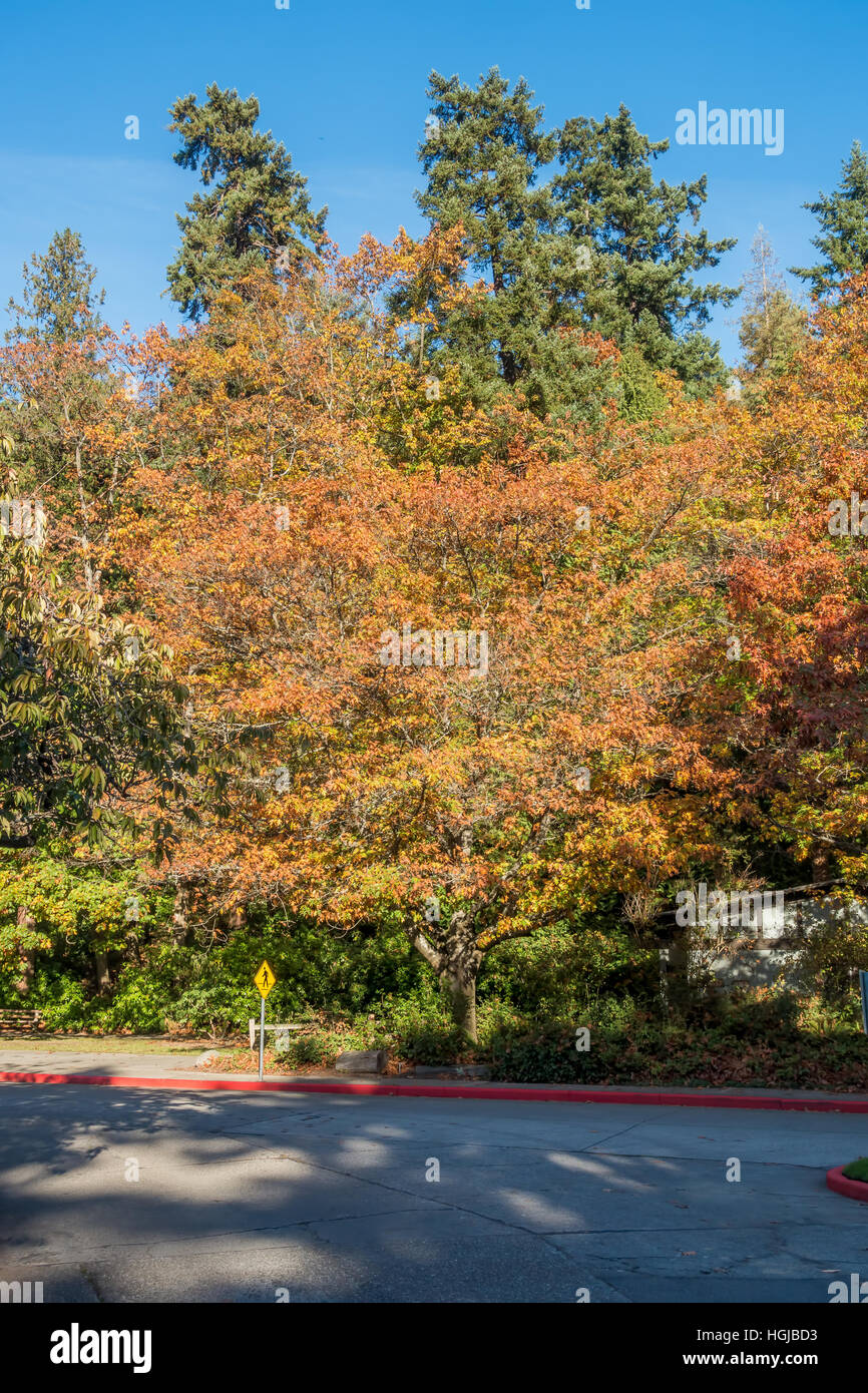 Bäume in Seward Park in Seattle, Washington wiederum wie Herbst in setzt. Stockfoto