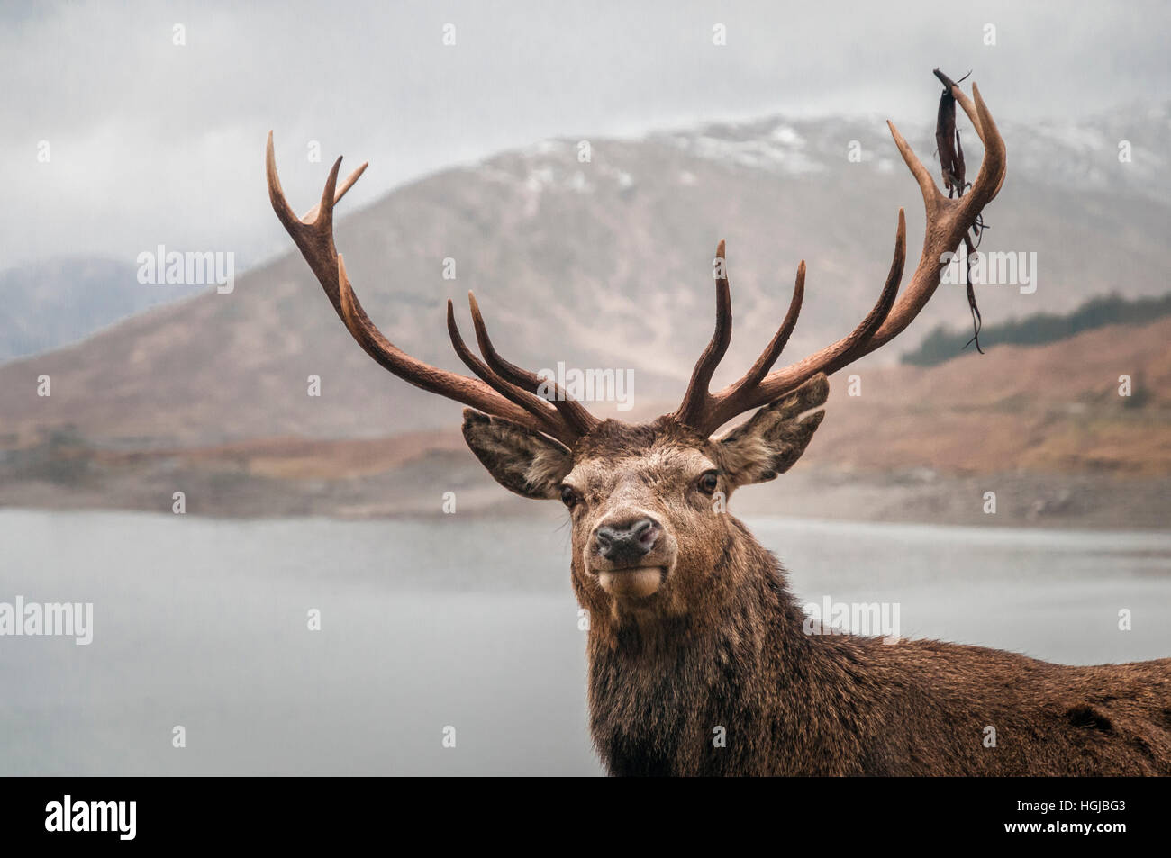 Eine Nahaufnahme Bild von einem Rothirsch Hirsch, Cervus Elaphus Scoticus, in den Hügeln in der Nähe von Loch Quoich in Lochaber, Schottland. Stockfoto