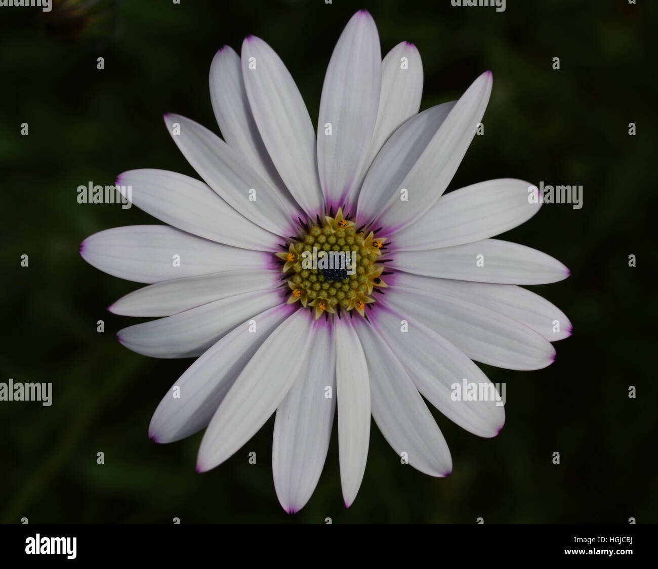 Schöne Blume Stockfoto