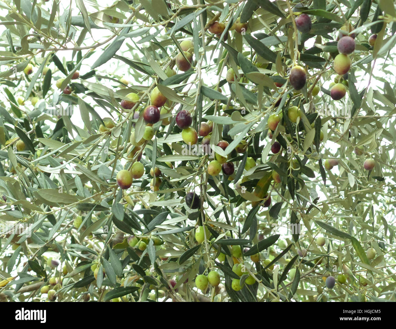 Zweifarbige Früchte und dunkelgrüne Blätter von den fruchtbaren Olivenbäumen am Berghang von Griechenland Stockfoto