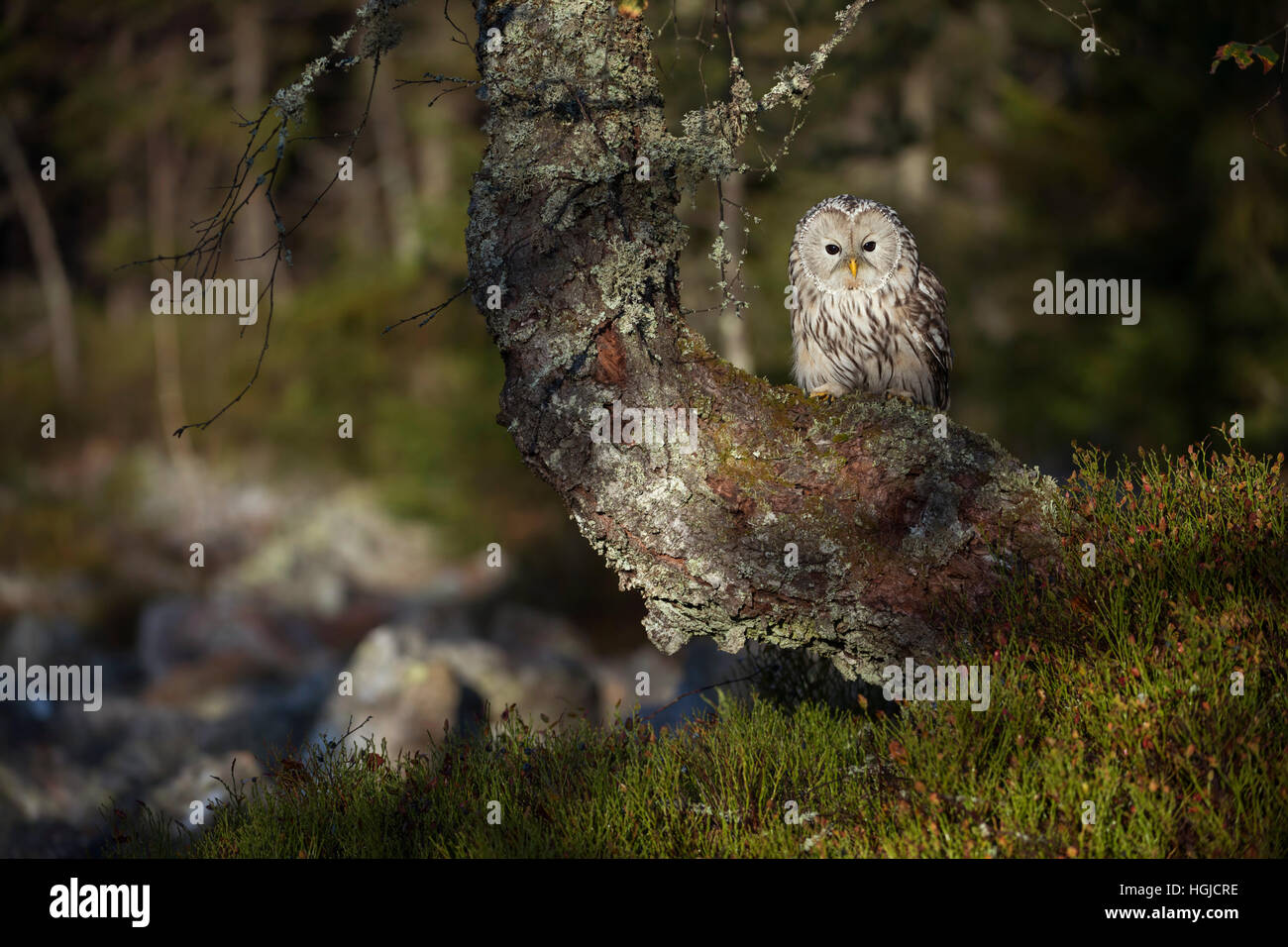 Habichtskauz (Strix uralensis) in einem alten Baum am Rande des borealen Wald thront, schöne Umgebung, am frühen Morgen die Sonne. Stockfoto
