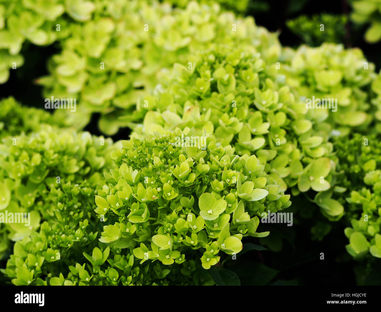 Hydrangea Paniculata "Wenig Kalk" Jane - Rispen-Hortensie Stockfoto