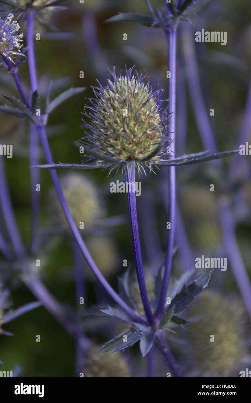 Eryngium Planum Meer Holly elektrische blaue Stiele und blauen Blütenköpfe Stockfoto