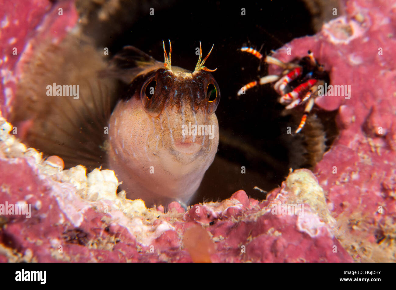 gestreifter Blenny (Parablennius Rouxi) und Krabben in seinem Loch (zu Hause), l ' Escala, Costa Brava, Katalonien, Spanien Stockfoto