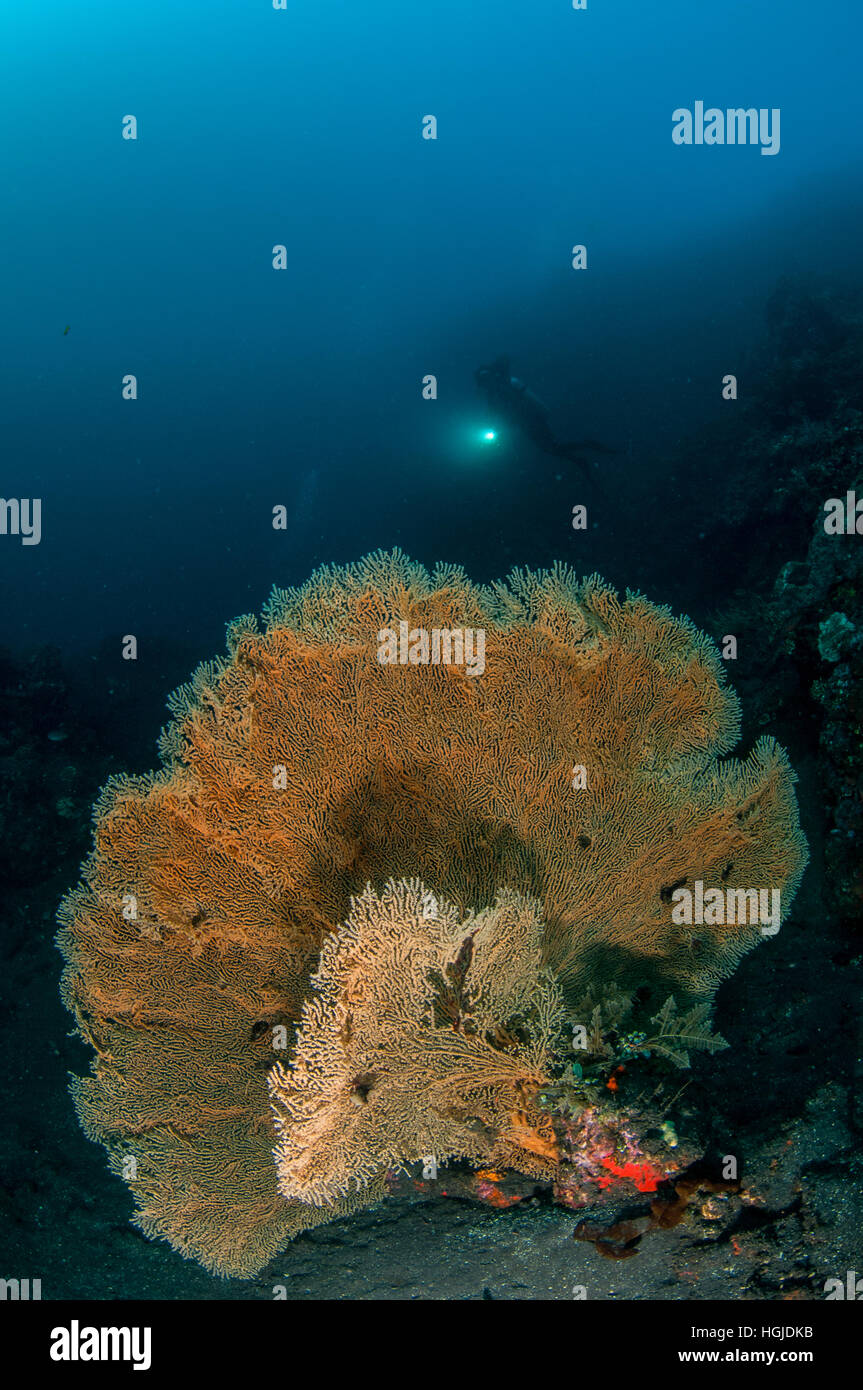 Weitwinkel-Korallenriff-Ansicht mit Taucher, Bali, Indonesien Stockfoto