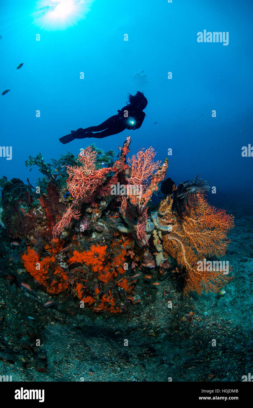 Weitwinkel-Korallenriff-Ansicht mit Taucher, Bali, Indonesien Stockfoto