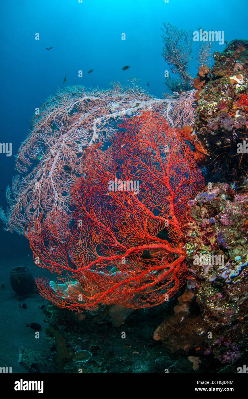 Weitwinkel-Korallenriff-Ansicht, Bali, Indonesien Stockfoto