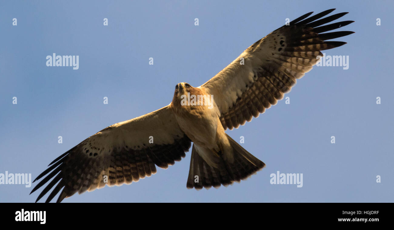 Zwergadler Stockfoto