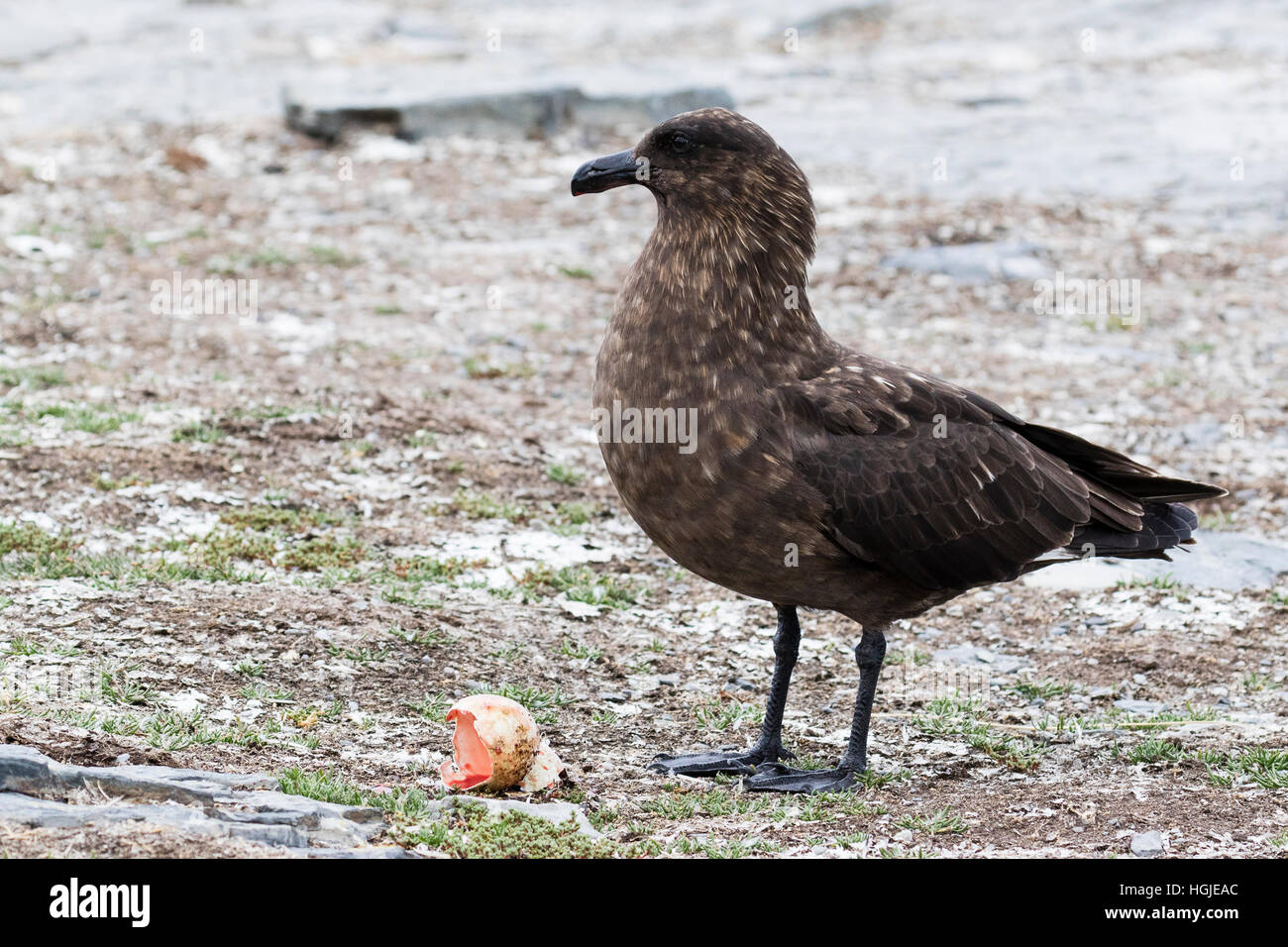 Falkland-Skua auf Bleaker Island in den Falkland-Inseln ist es ein Rockhopper Penguin Ei Essen Stockfoto