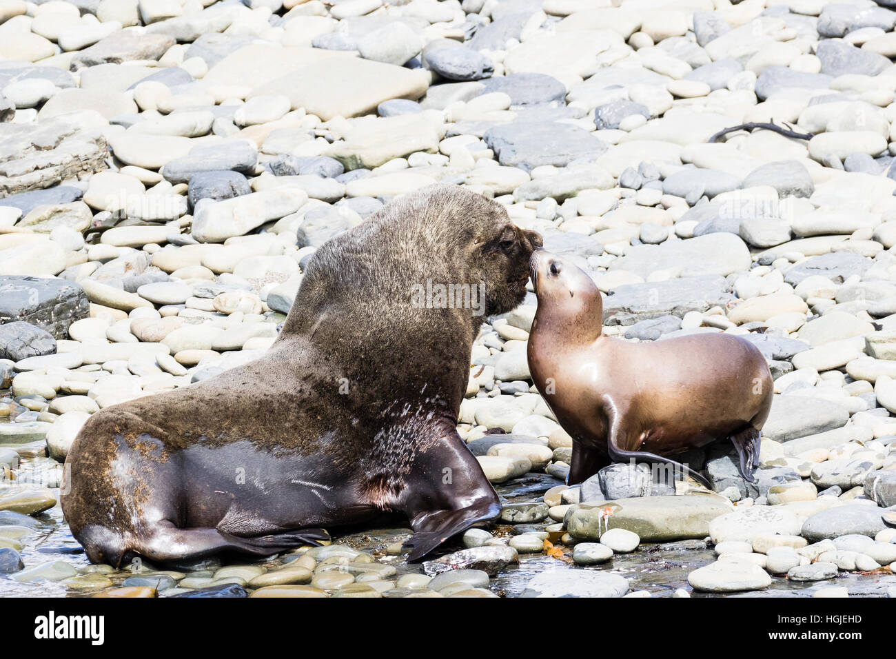 Südliche Seelöwen auf düsterer Insel in den Falkland-Inseln Stockfoto