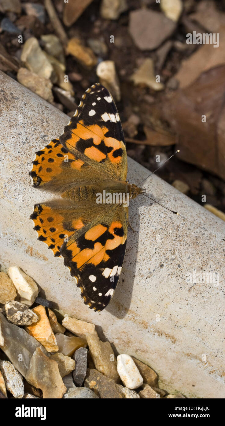 Distelfalter Schmetterling (Vanessa Cardui) Stockfoto