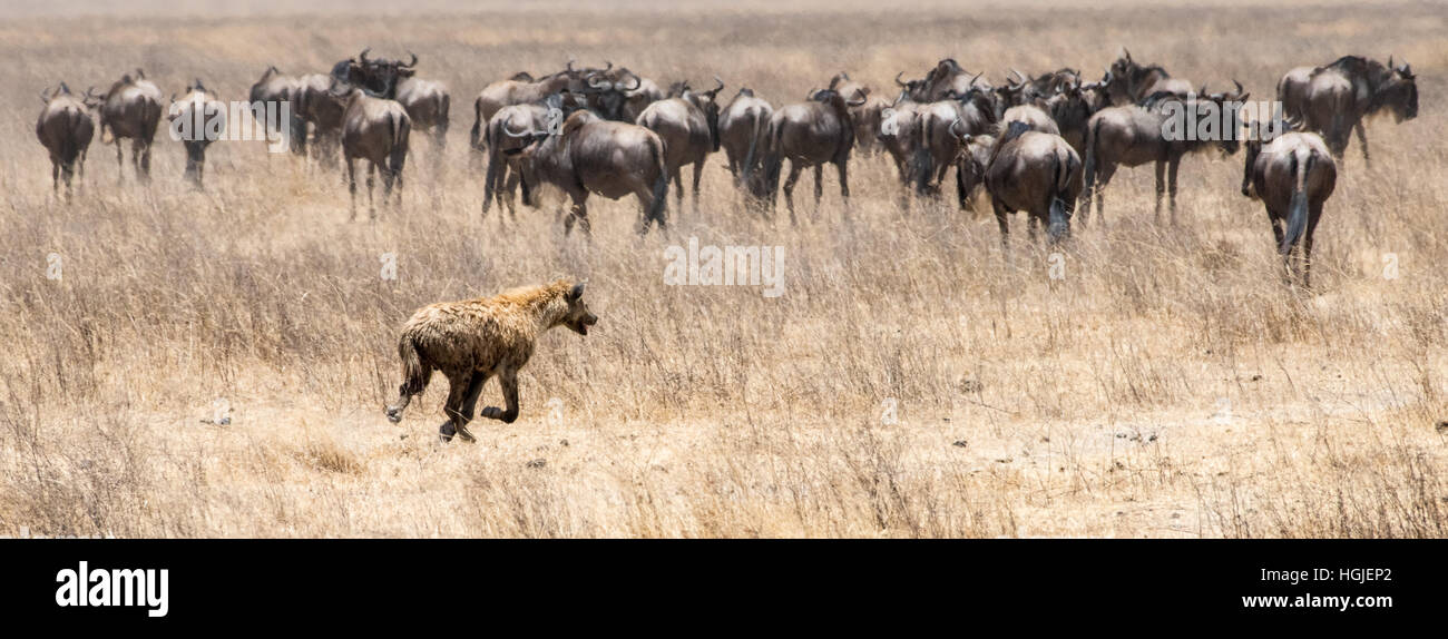 Herde von Gnus, weißen bärtigen gestromt oder blau (Connochaetes Taurinus) gejagt von Hyäne Stockfoto