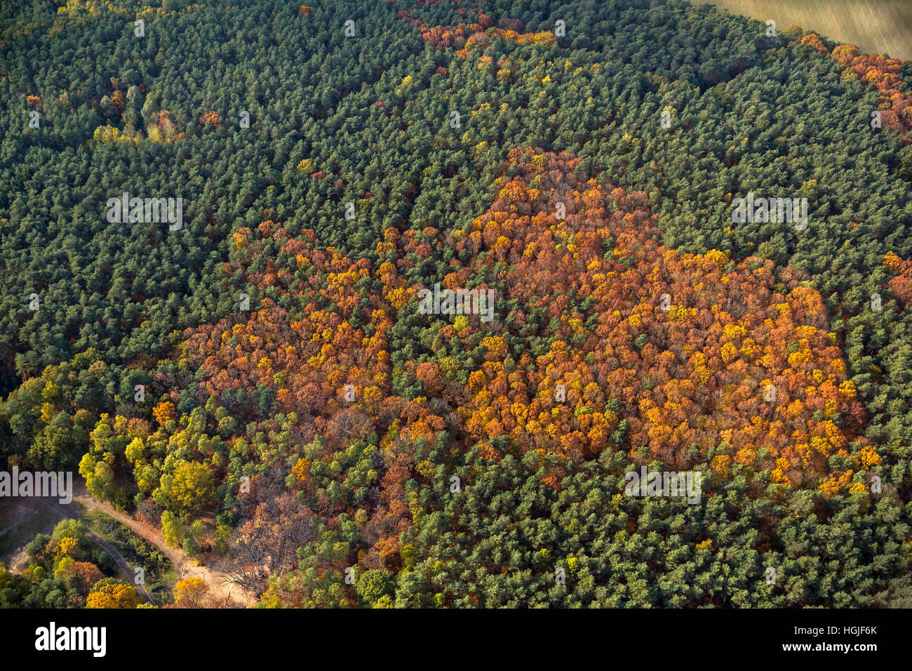 Luftaufnahme, Herbst-Laubwald aus der Luft im Nordwesten von Warendorf, Luftaufnahme von Warendorf, Kreis Warendorf, Stockfoto
