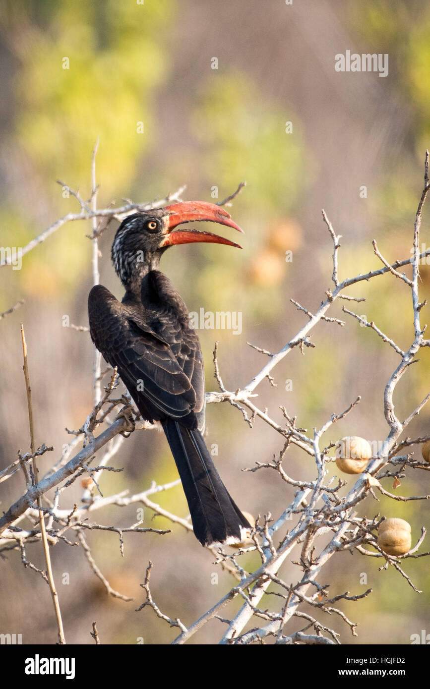 Gekröntes Hornbill, (Tockus Alboterminatus) Stockfoto