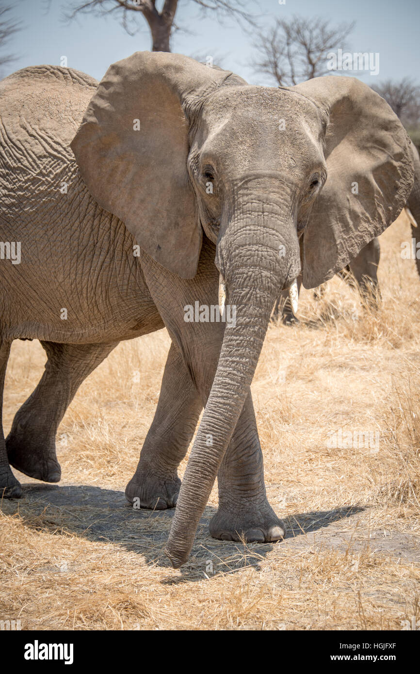 Afrikanischer Elefant (Loxodonta) Stockfoto