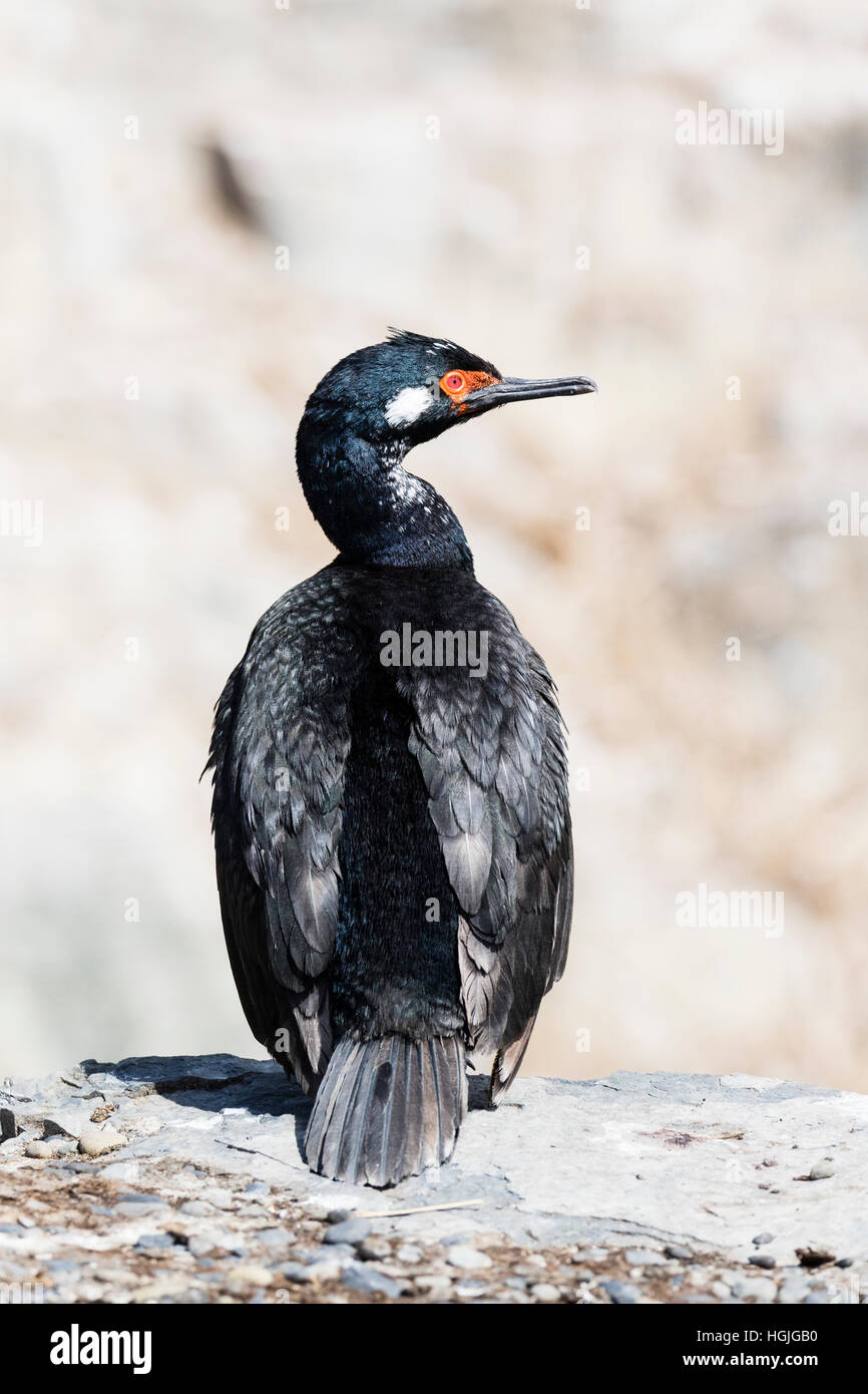 Rock, Kormoran oder Shag auf Bleaker Island in den Falkland-Inseln Stockfoto