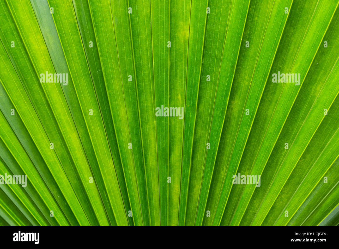Abstrakte Palmblatt Textur Stockfoto