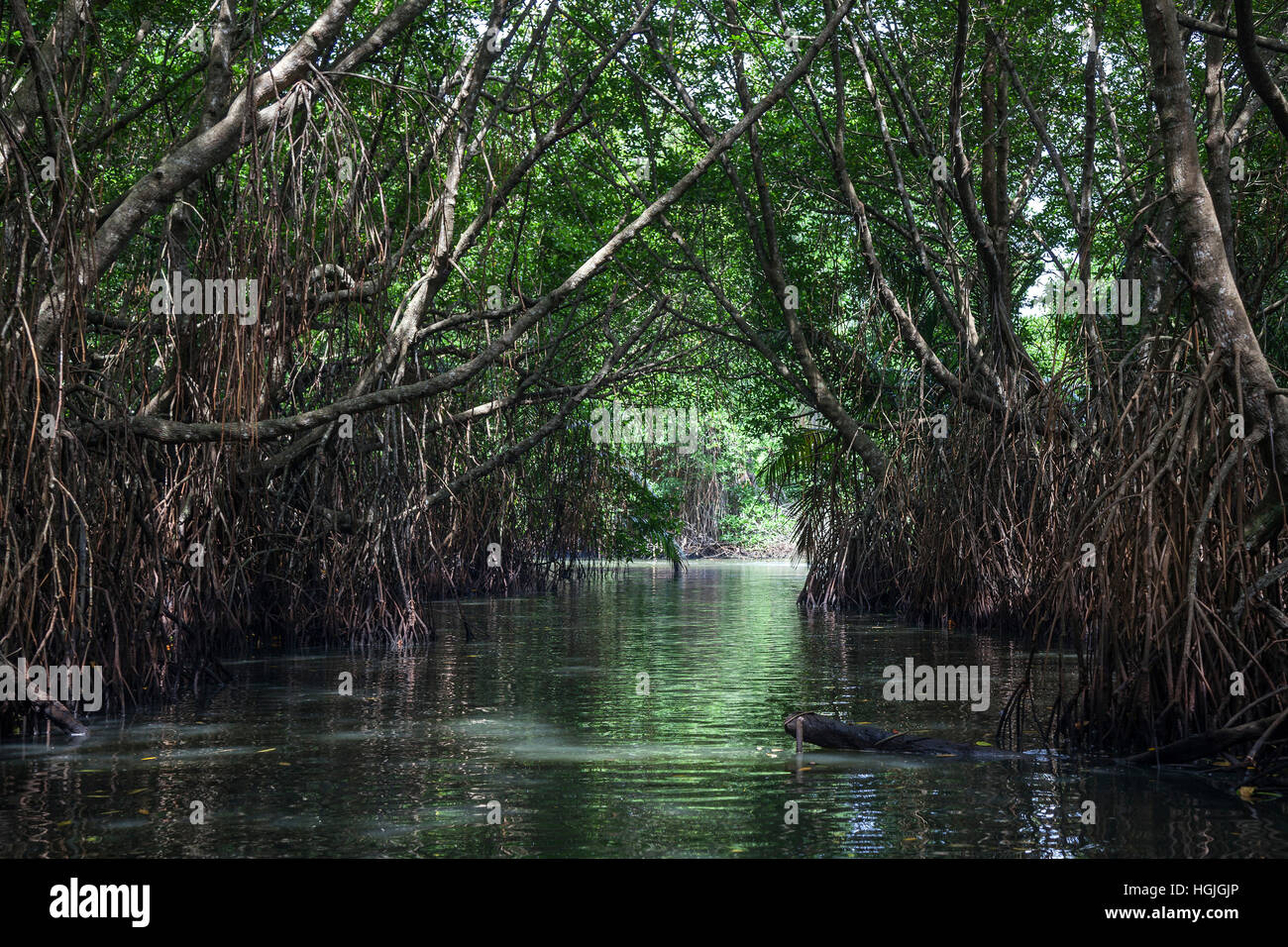 Mangrovenwald, Filiale von Bentota Ganga Fluß, Bentota, Western Province, Sri Lanka Stockfoto